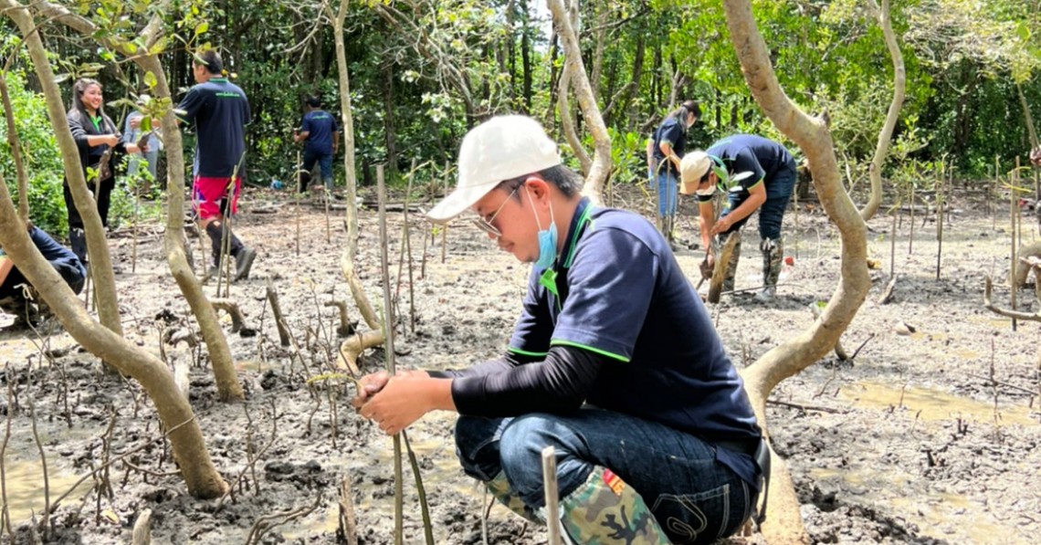 jled plants 300 mangrove trees at Khlong Tamru Mangrove Forest Conservation Center Chonburi Province