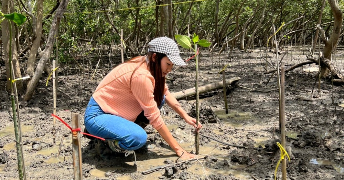 jled plant mangrove trees at chonburi province